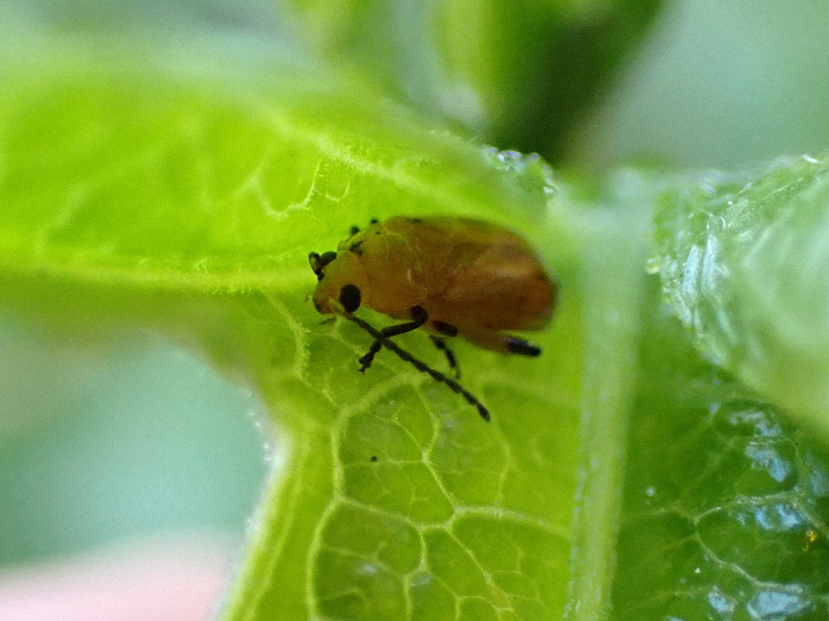 Possibly Parchicola tibialis, a flea beetle, on a passionflower leaf.