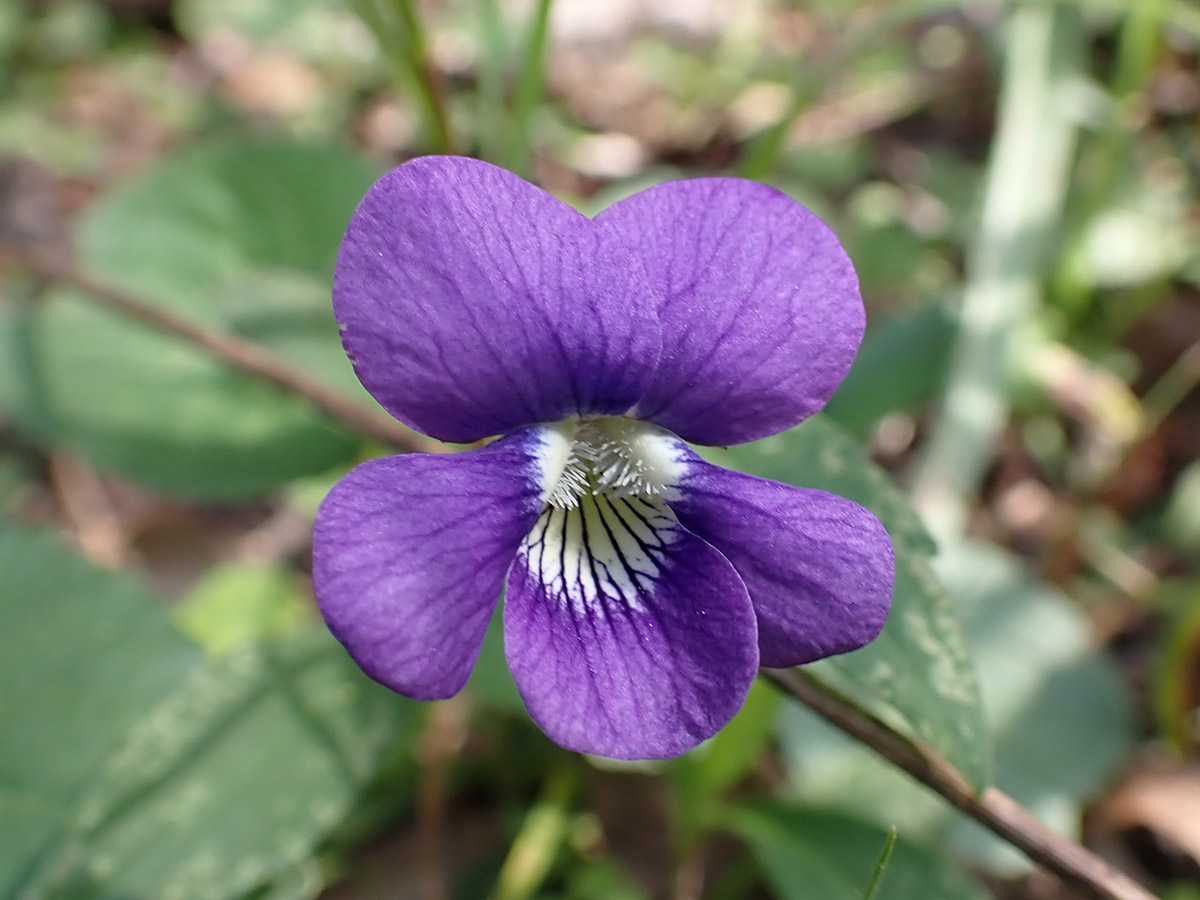 Common blue violet (Viola sororia)