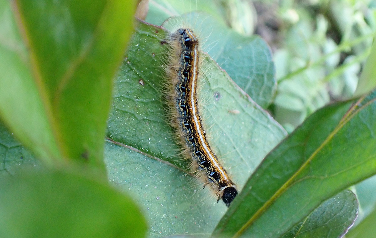 Eastern tent caterpillar (Malacosoma americanum).