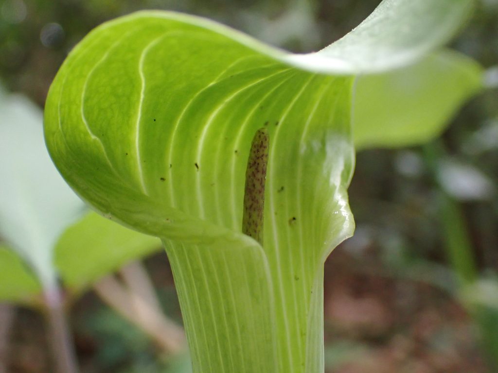 A close up of the "jack," the spadix appendix of the five-leaved Jack-in-the-pulpit.