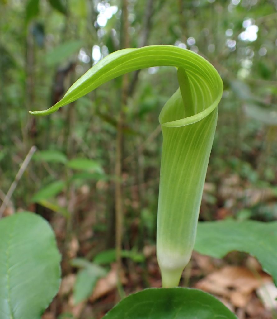Flower of the five-leaved Jack-in-the-pulpit (Arisaema quinatum).