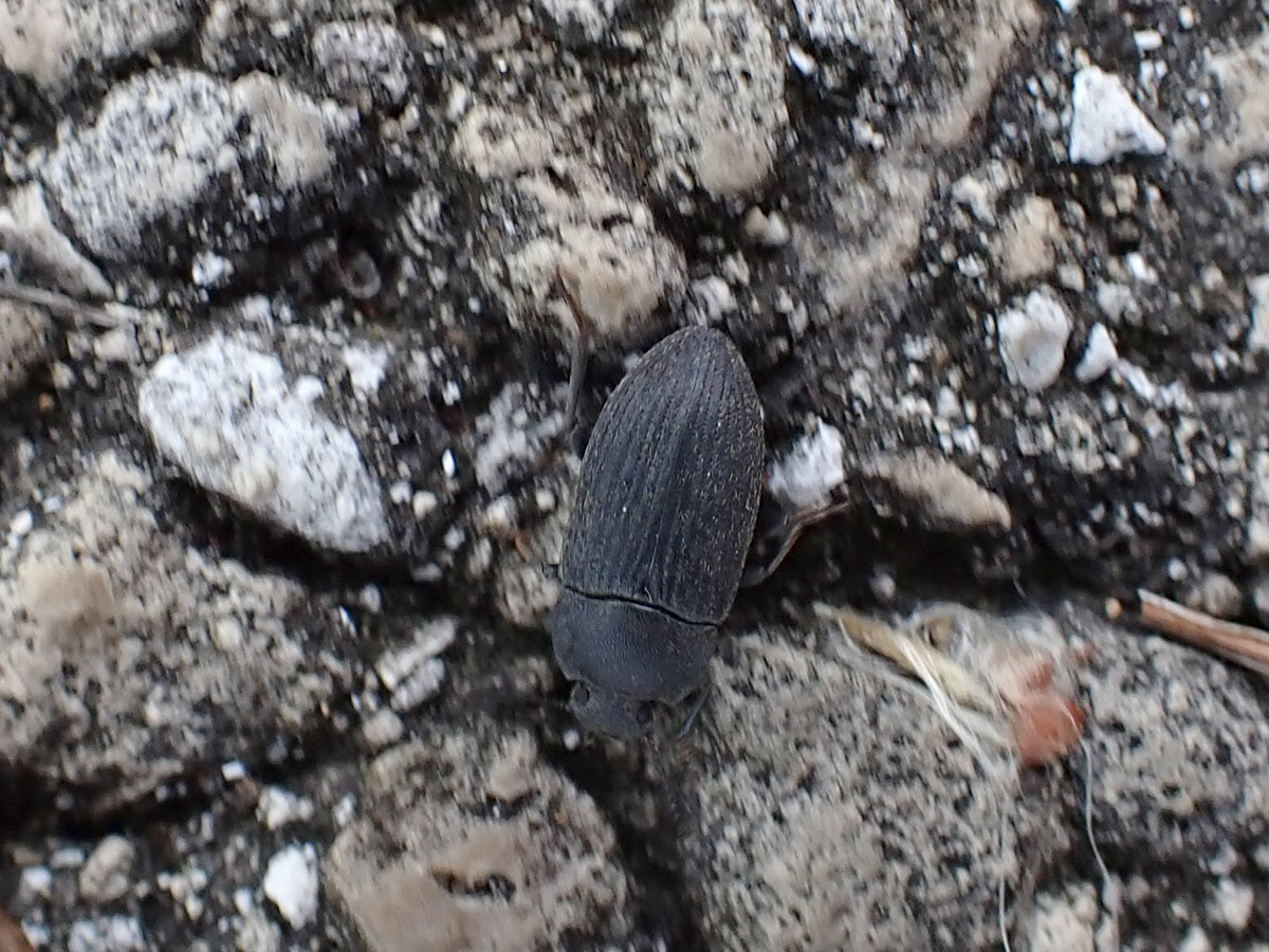 Asiopus minimus, a darkling beetle.