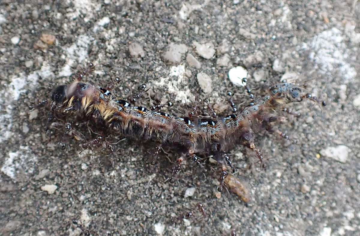 Tent caterpillar carried by fire ants.