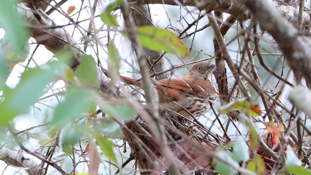Brown thrasher (Toxostoma rufum) makes a nest in the brushy canopy by the Faulk Drive Landing parking area.,