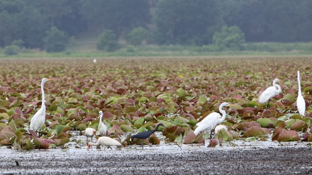 A mix of great and snowy egrets, little blue herons, and ibis feed among lily pads after Lake Jackson dried down in June of 2021.