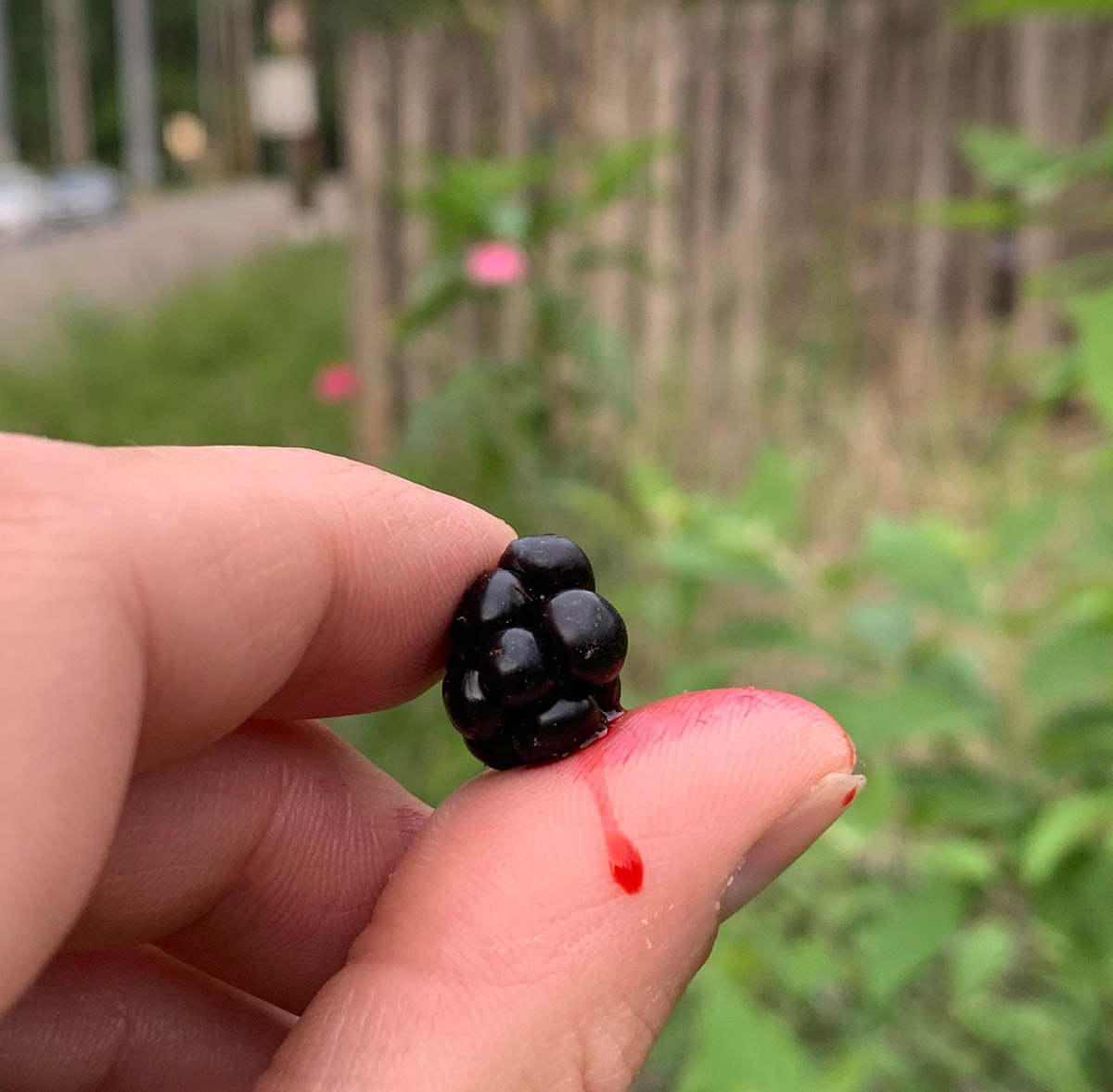 A southern dewberry bleeds on my finger.