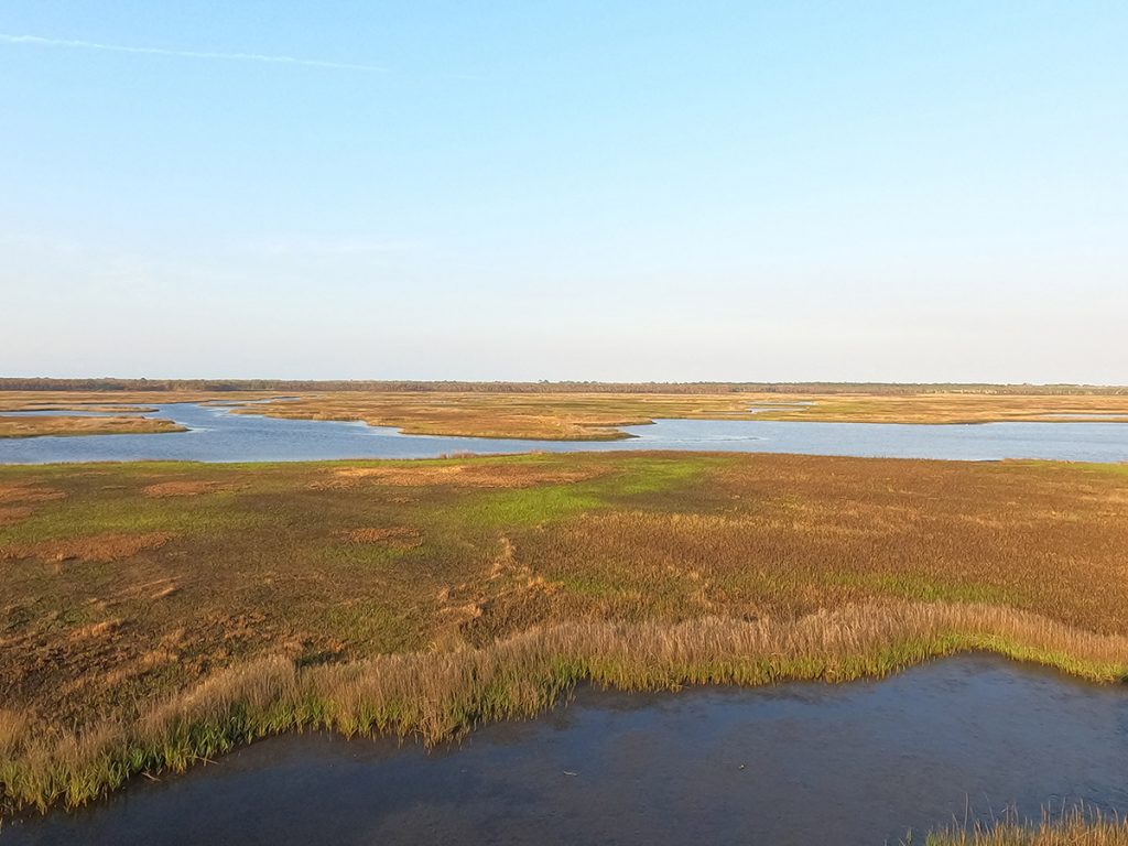 Salt marsh as far as the eye can see at Hickory Mound Wildlife Management Area, near Perry, Florida.