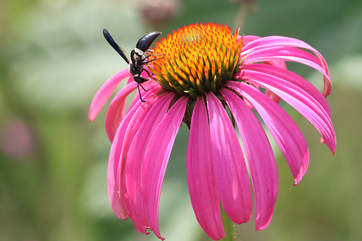 Four toothed mason wasp on purple coneflower.