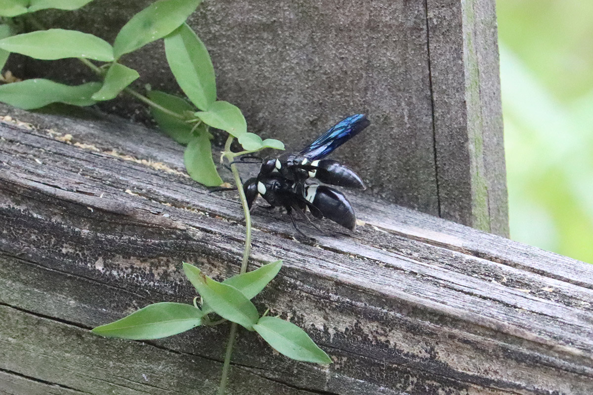 Four-toothed mason wasps mating.