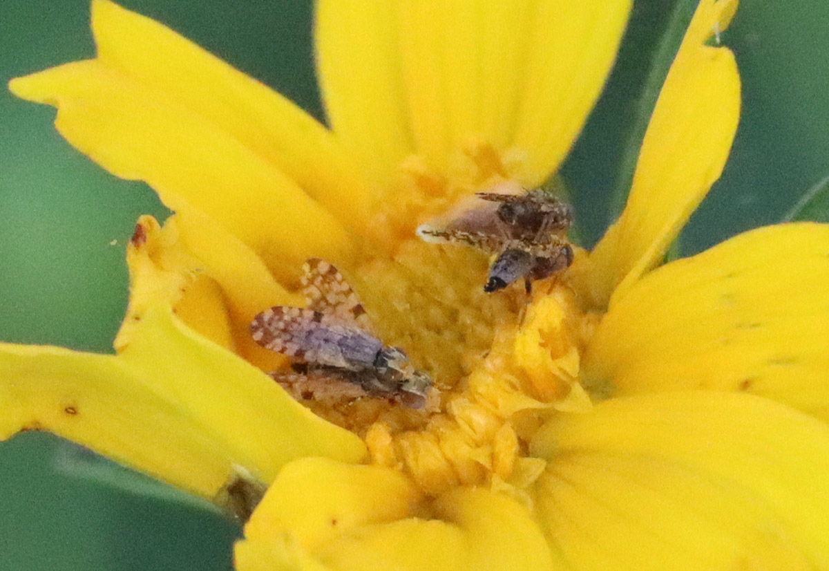 Two pair of Dioxyna picciola mate on lance-leaved Coreopsis.