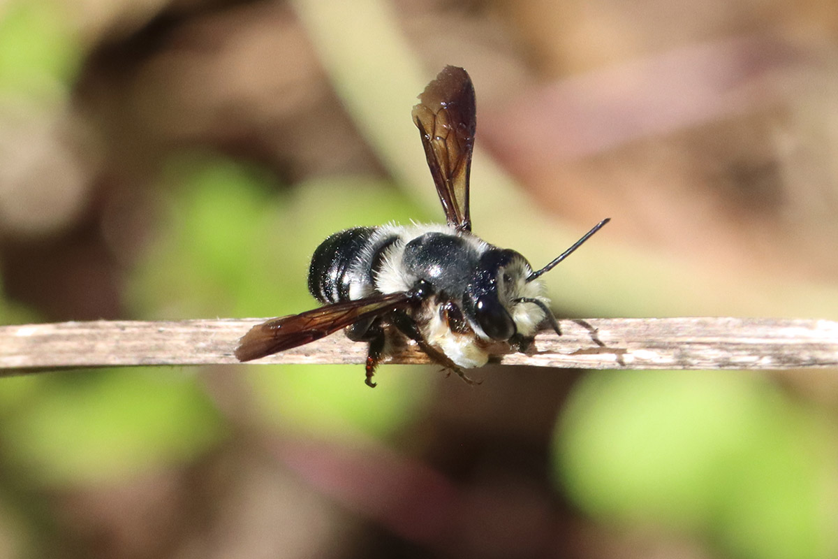 Male carpenter-mimic leafcutter bee (Megachile xylocopoides).