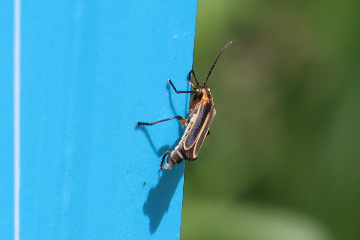 Margined leatherwing beetle (Chauliognathus marginatus).