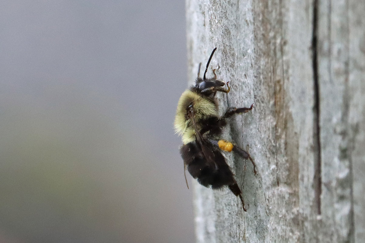Common eastern bumblebee.