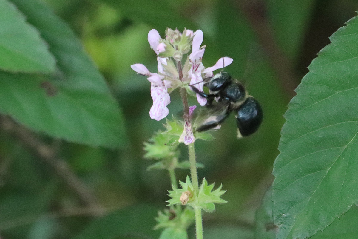 Female carpenter-mimic leafcutter bee.