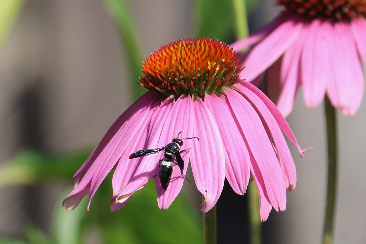 Four-toothed mason wasp on purple coneflower.