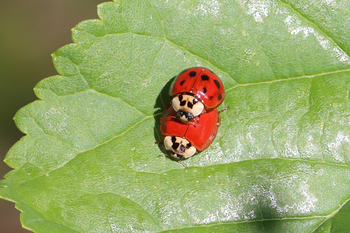 Asian lady beetles mating.