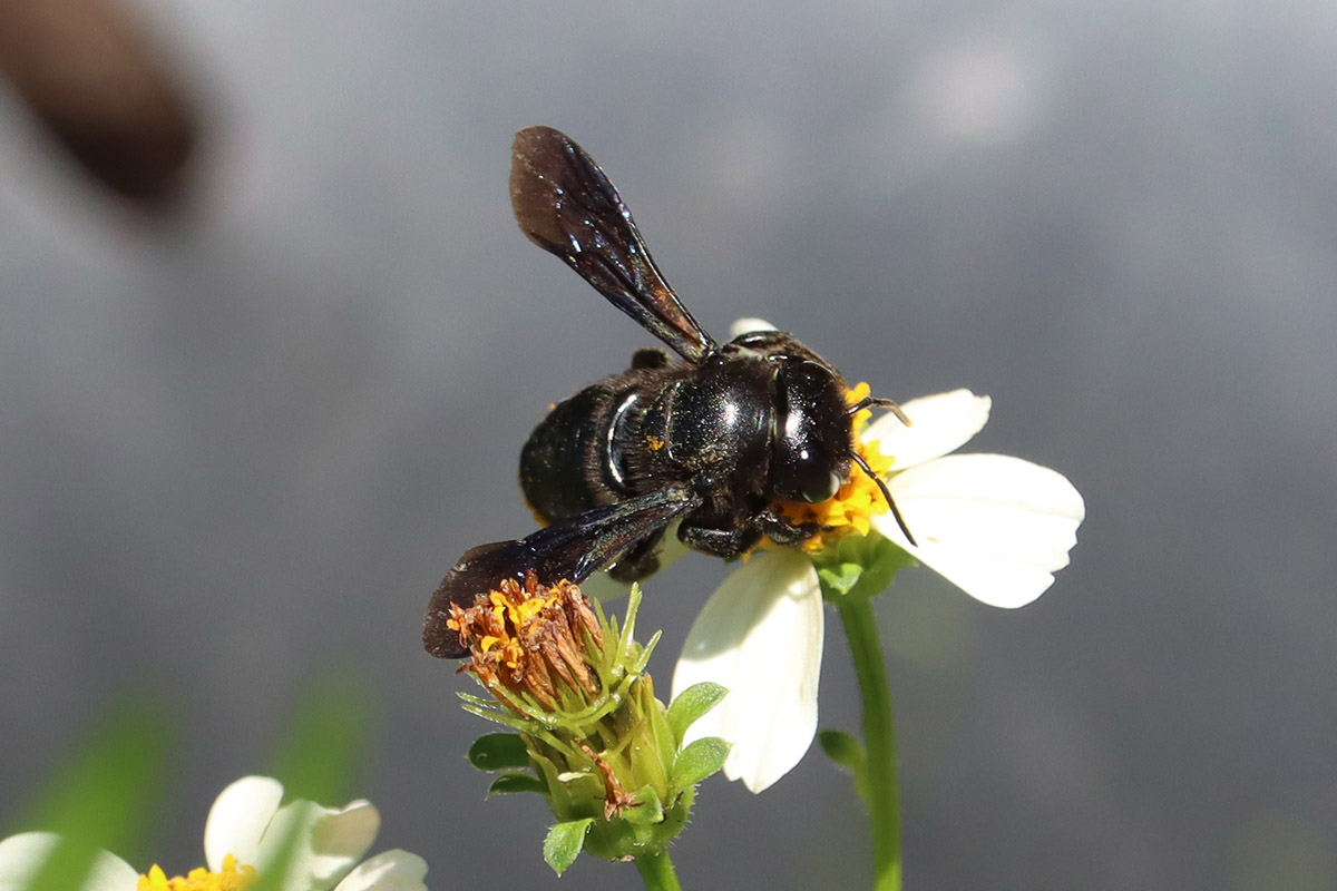 Female carpenter-mimic leafcutter bee on Bidens alba.