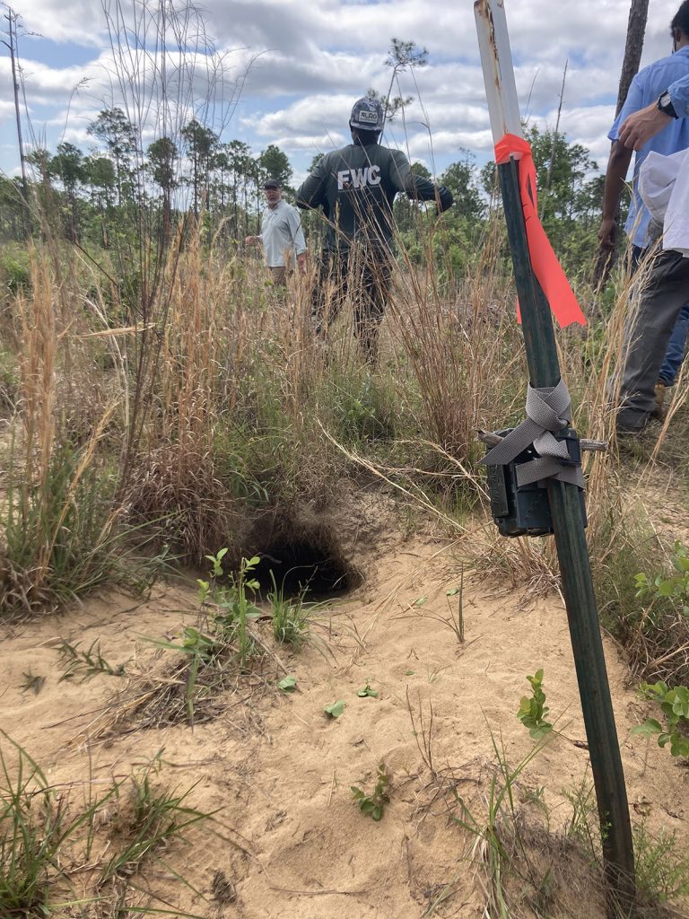 One of the gopher tortoise burrows where we released a snake. It is outfitted with a game camera that takes a photo every thirty seconds. 
