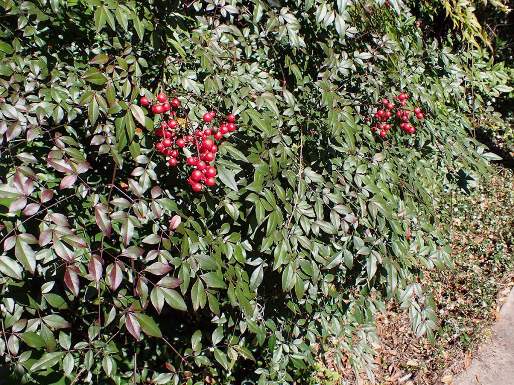 Nandina domestica, also known as heavenly bamboo. It makes berries in the winter, which migratory birds such as cedar waxwings confuse for holly. Nandina's toxic berries can cause internal bleeding in birds.