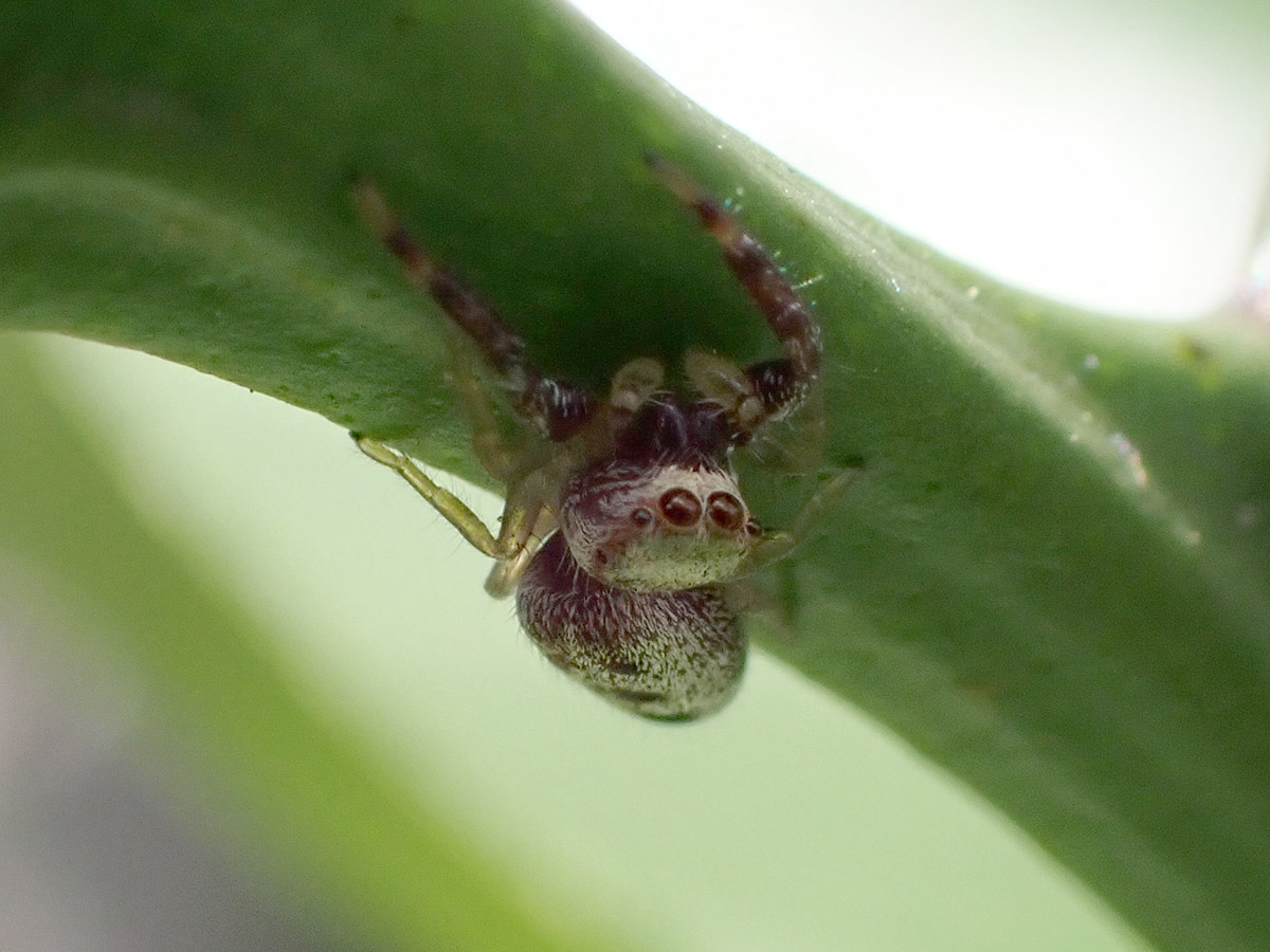Long-jawed jumping spider (genus Hentzia) on Meyer lemon tree.