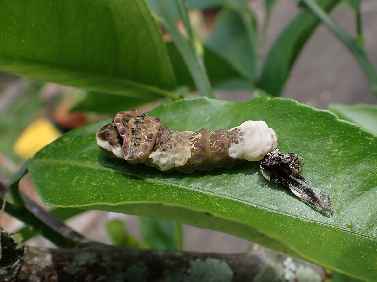 Giant swallowtail caterpillar molts into fifth instar phase.