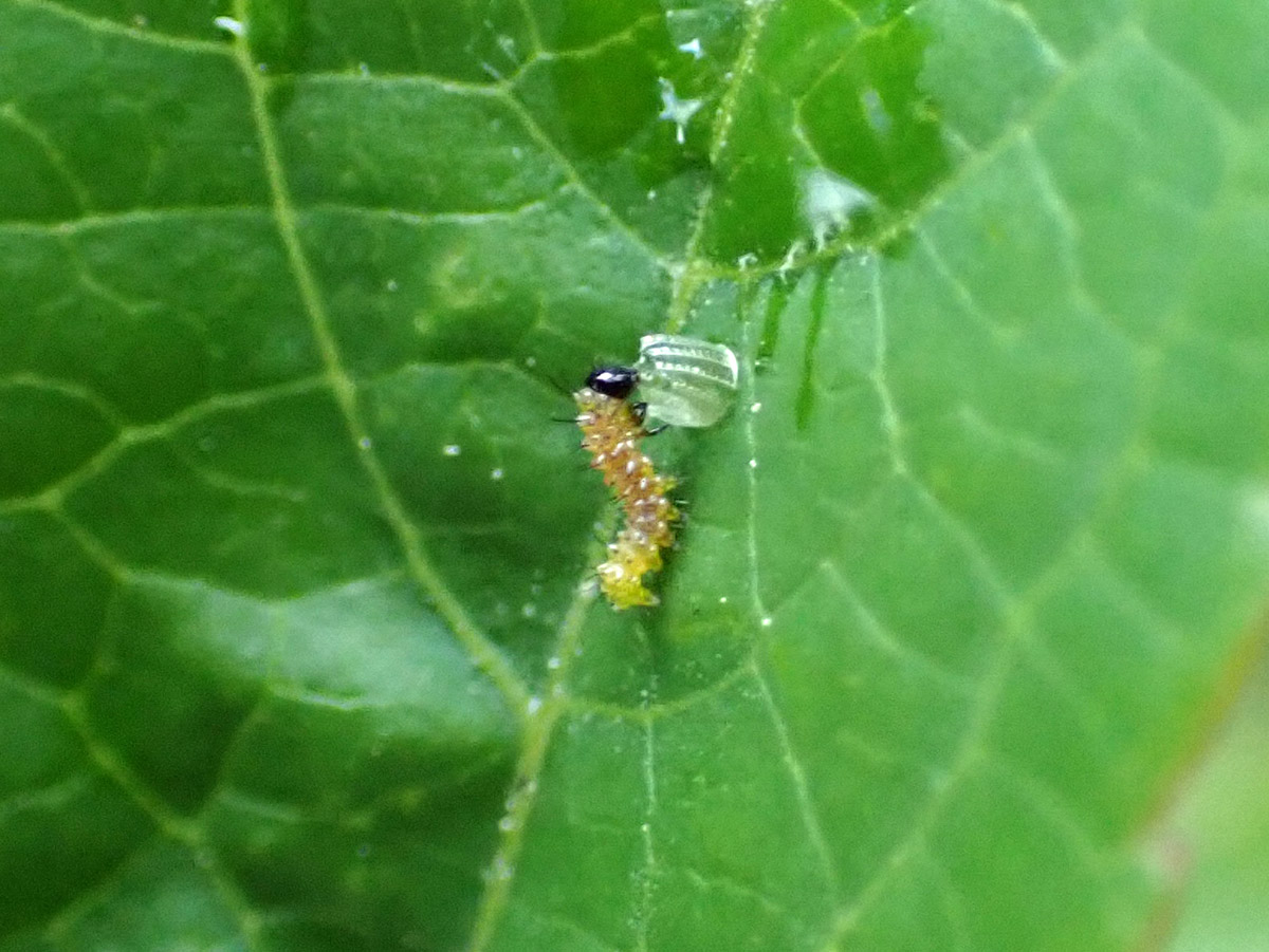 Newly hatched gulf fritillary caterpillar eats its egg.