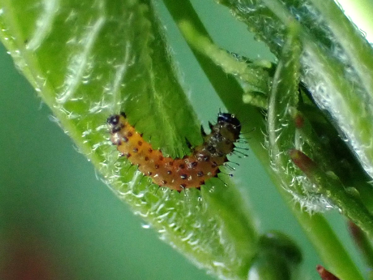 Gulf fritillary caterpillar.