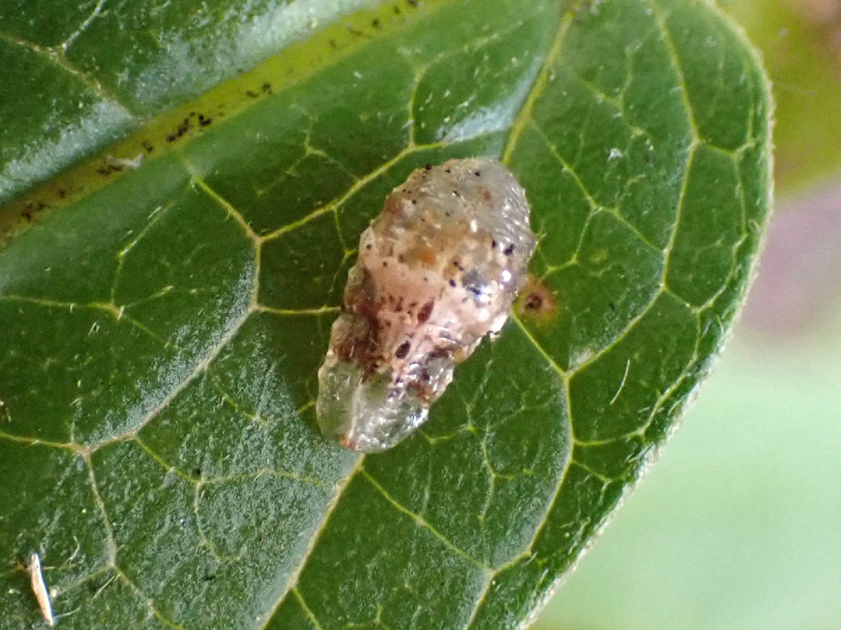 Hoverfly, or syrphid, larva on milkweed leaf.