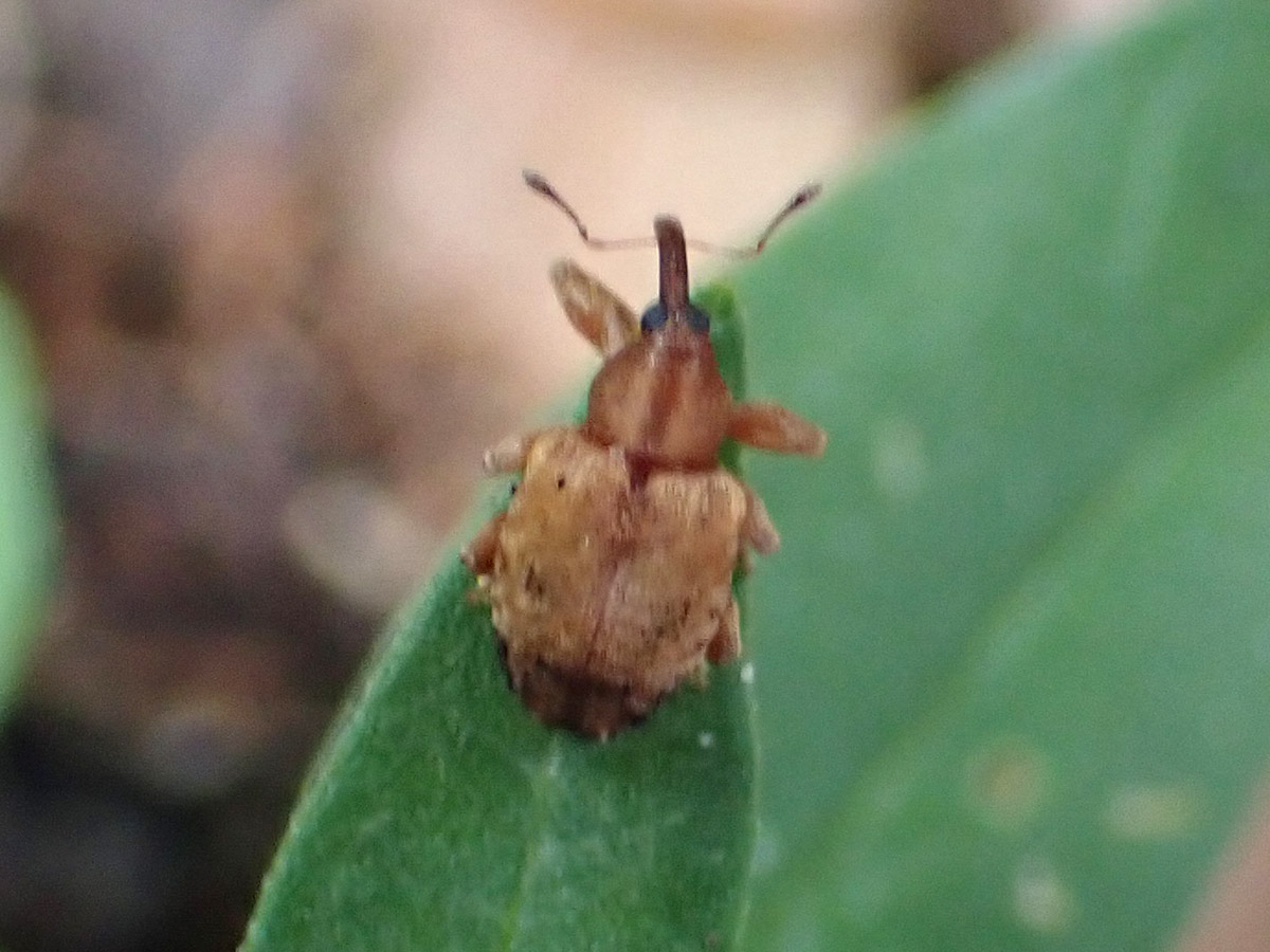 Likely a ligustrum weevil (Ochyromera ligustri) on milkweed leaf.