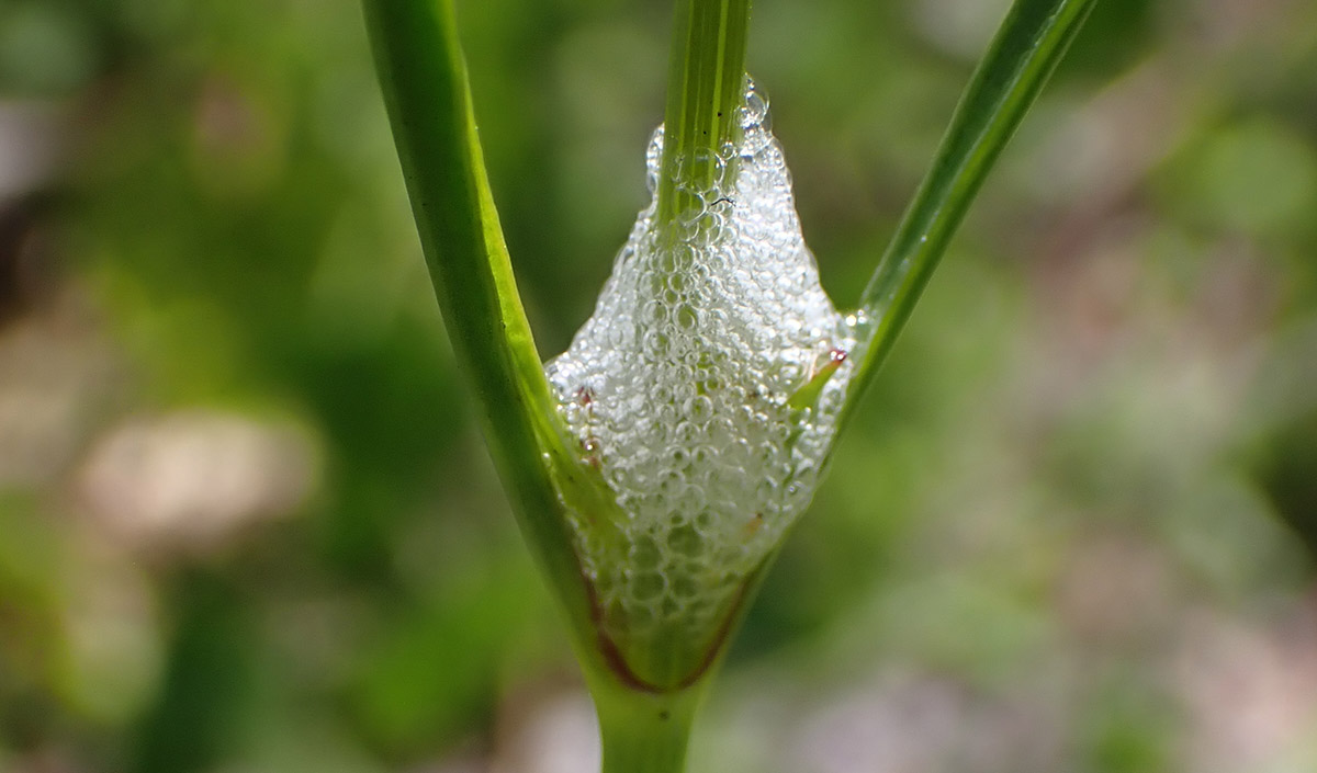 Spittle bug foam on Leavenworth's coreopsis.