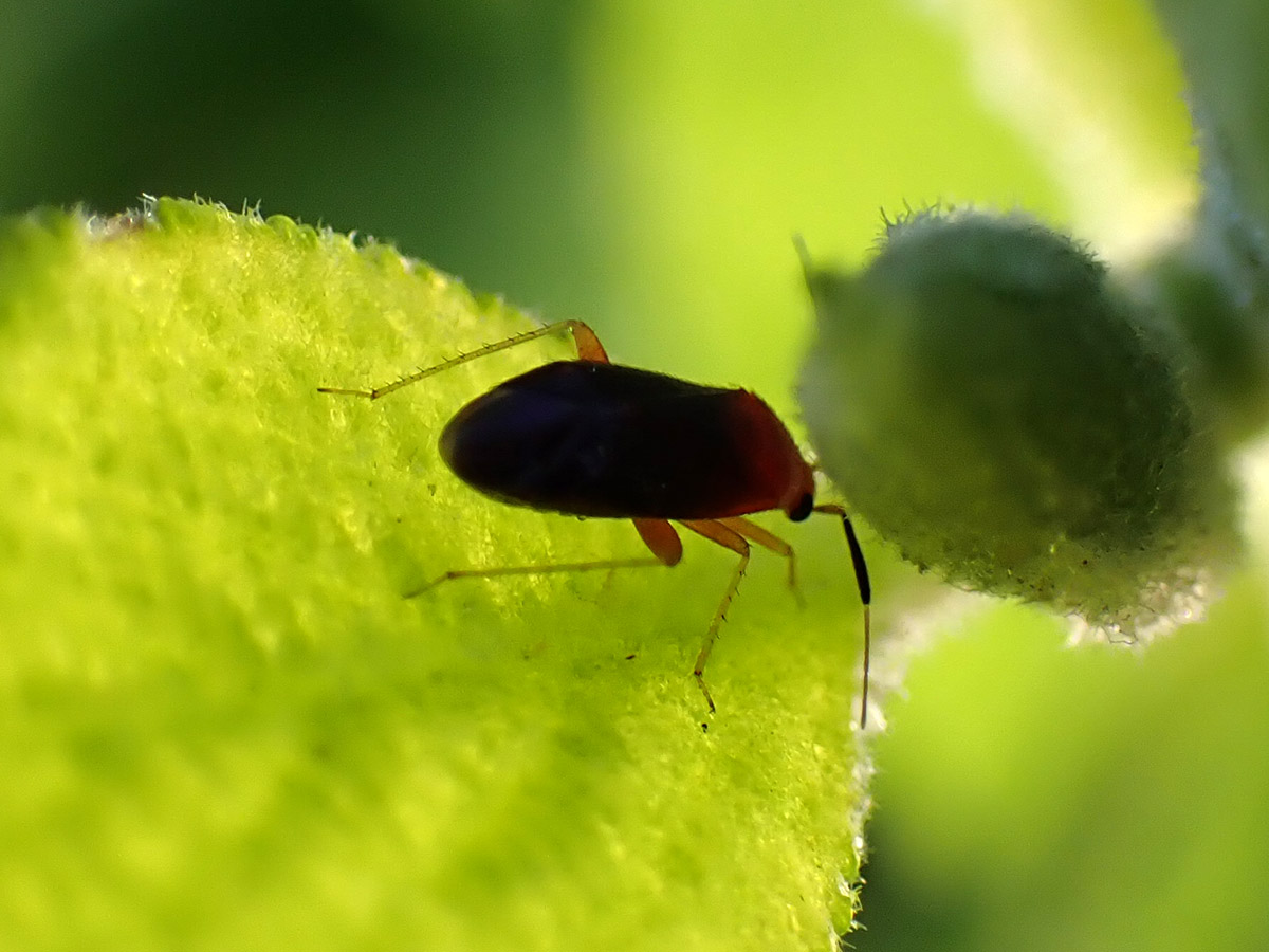Plant bug in the genus Rhinocapsus, under a beautyberry leaf.