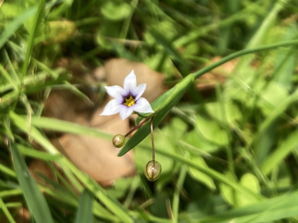 Native white blue-eyed grass springs up in my weedy St. Augustine turf. A more demure relative of showier violet blue-eyed and blue-eyed grass, this is one of the pollinator friendly plants that might be a volunteer plant in your turf. 