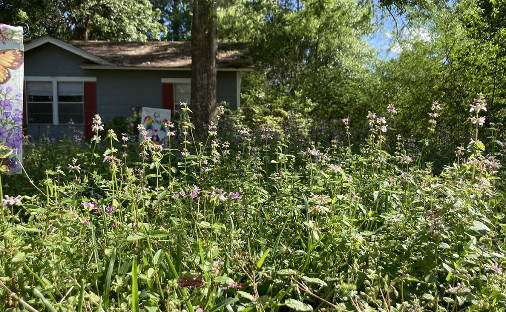 My neighbor, Jen, lets a section of her lawn grow “weedy,” resulting in a large patch of Florida betony. Florida betony spreads prolifically and attracts bees and butterflies. 
