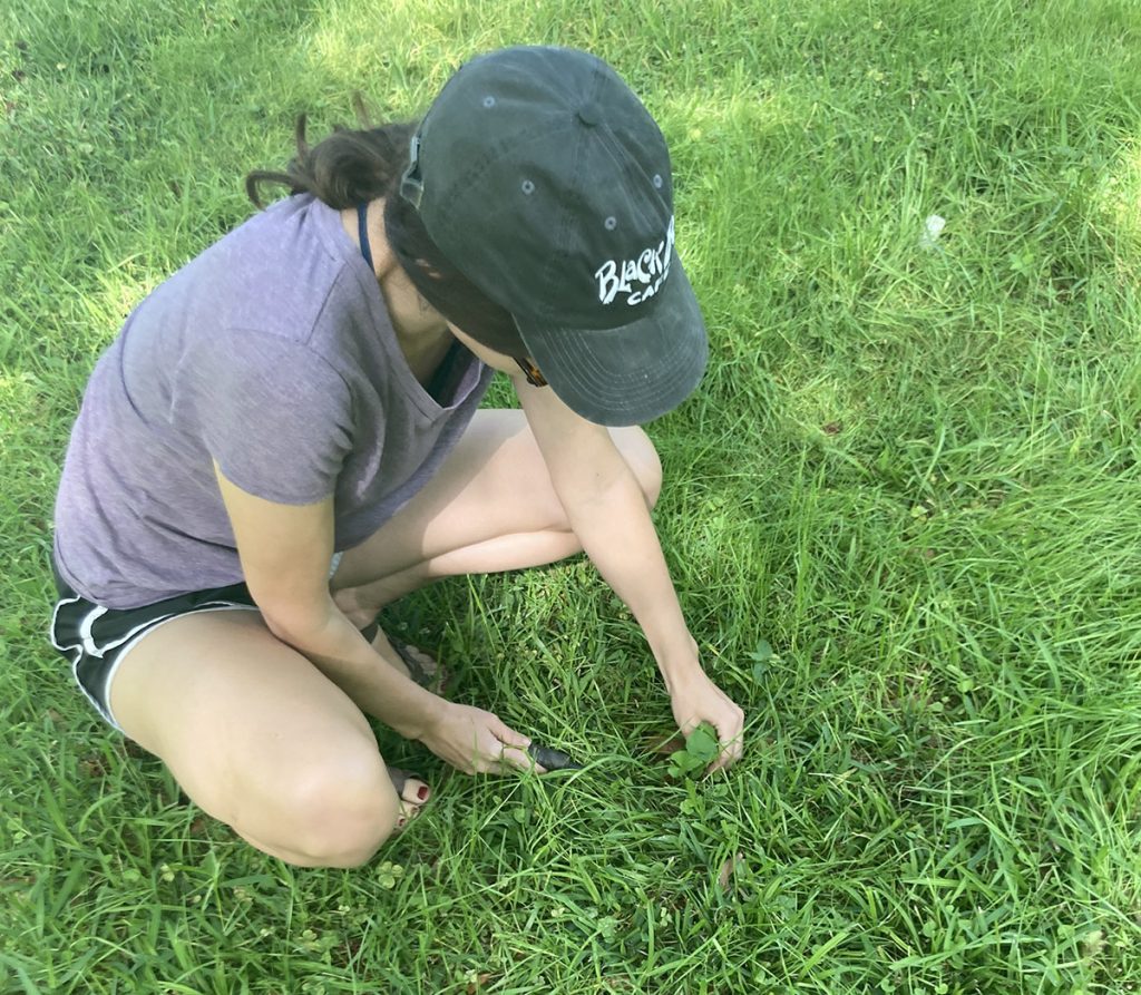 With a weeding tool, I can easily pop out volunteer plants from my lawn, like this violet, and transplant them to places where they will be able to flower without being mowed over. 