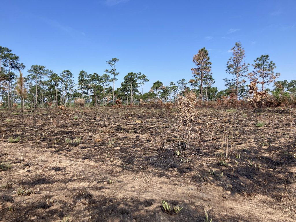 A recently burned section of the Apalachicola Bluffs and Ravines Preserve. Longleaf forests depend on regular burns to maintain their health. Many species that live in the forest are dependent on fire. In the charred earth, you can already see wiregrass happily responding to this recent burn.