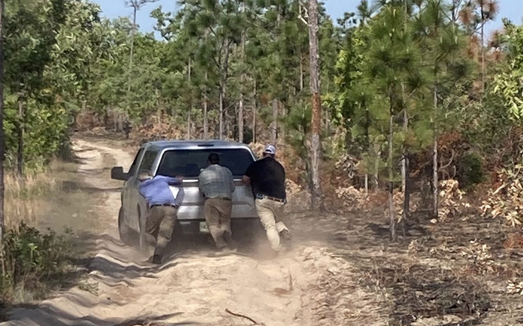 We loaded into four wheel drive vehicles to go to the release site. Even so, one vehicle got stuck in the loose sand and several people had to get out and push.