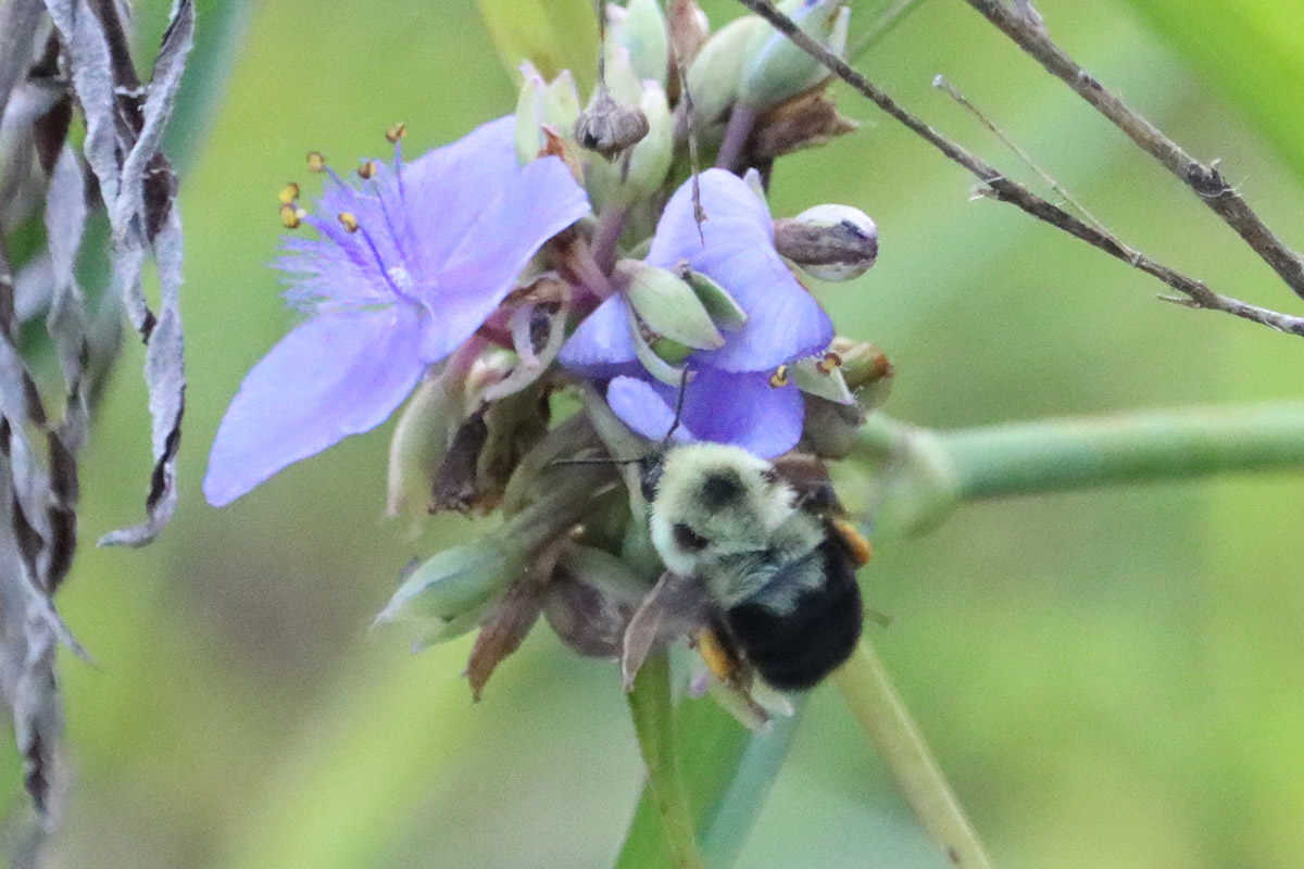 Two-spotted bumblebee (Bombus bimaculatus) on Ohio spiderwort.