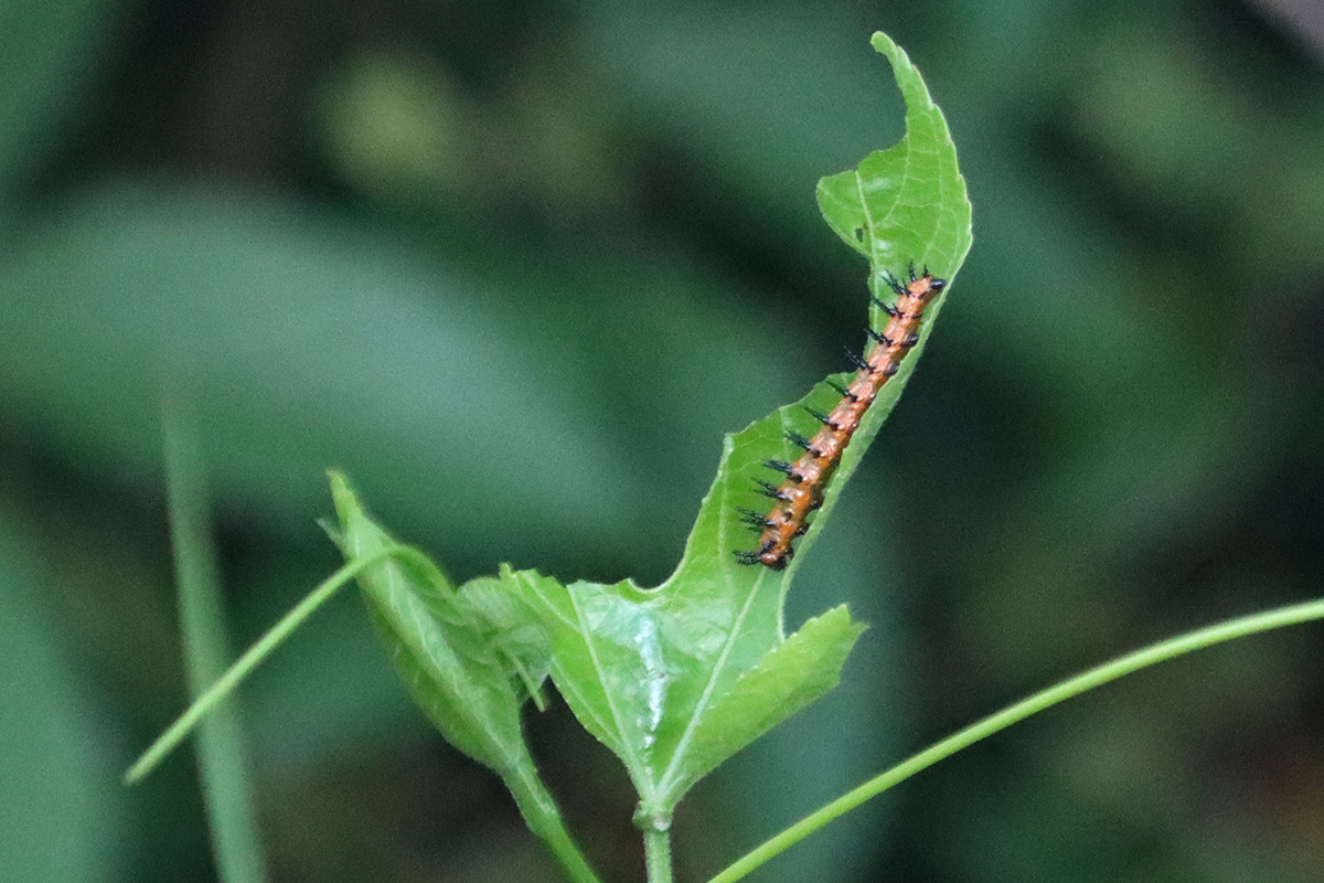 Gulf fritillary caterpillar on passionvine.