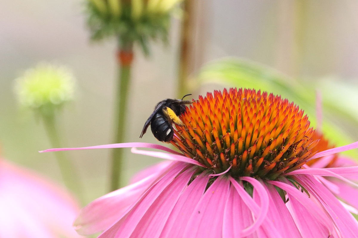 Two-spotted longhorn bee on purple coneflower.