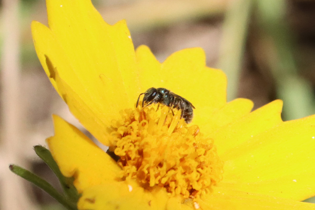 A fairy bee in the subgenus Hexaperdita, visiting lance-leafed Coreopsis.