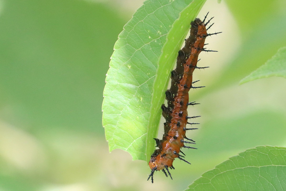 Late instar gulf fritillary caterpillar.