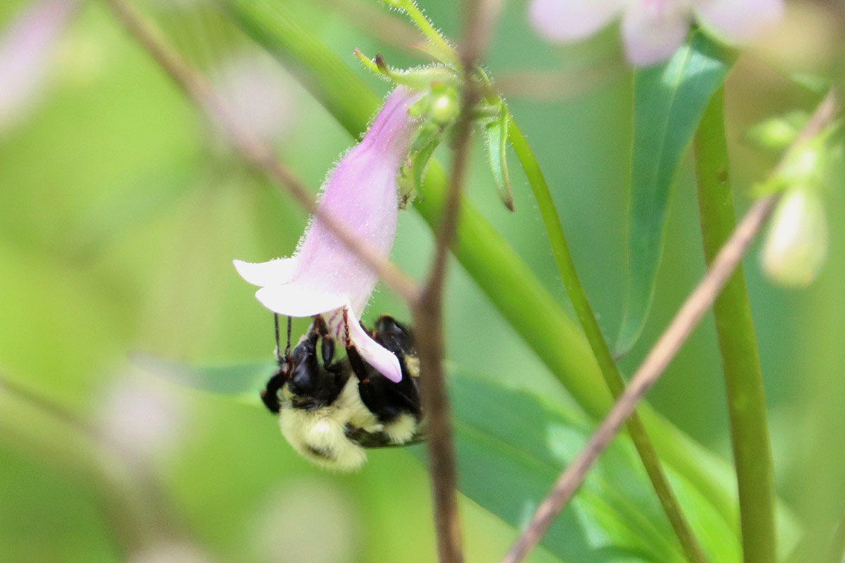 Two-spotted bumblebee on Penstemon flower.