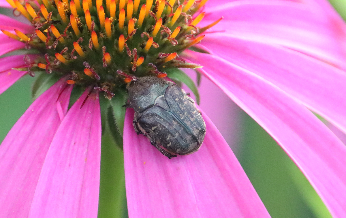 Dark flower scarab (Euphoria sepulcralis) on purple coneflower.