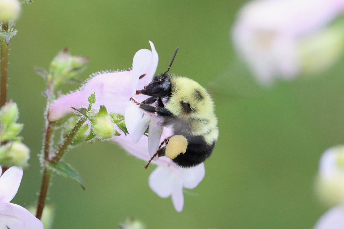 Two-spotted bumblebee on beardtongue flower.