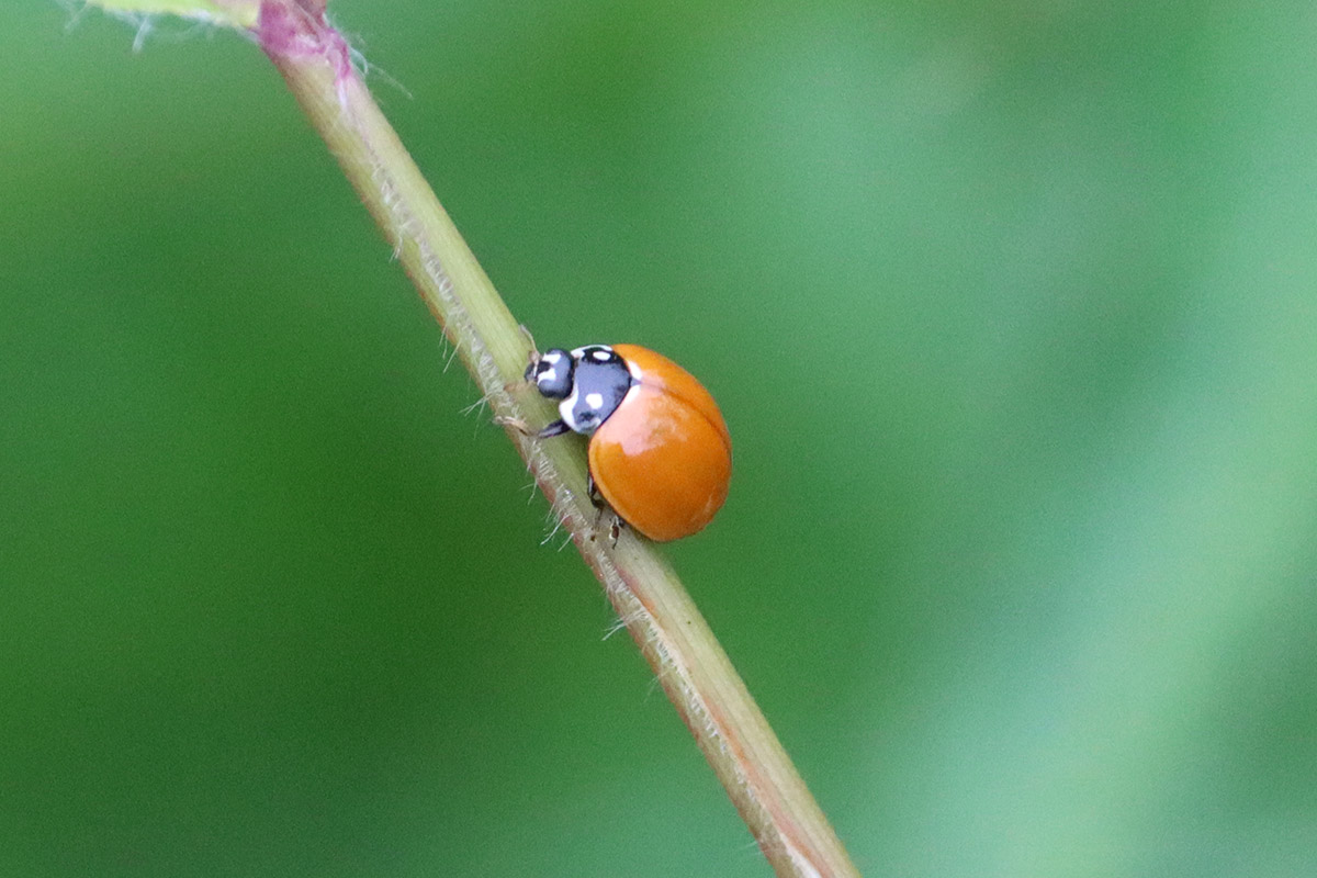 Spotless lady beetle (Clycloneda sanguinea).