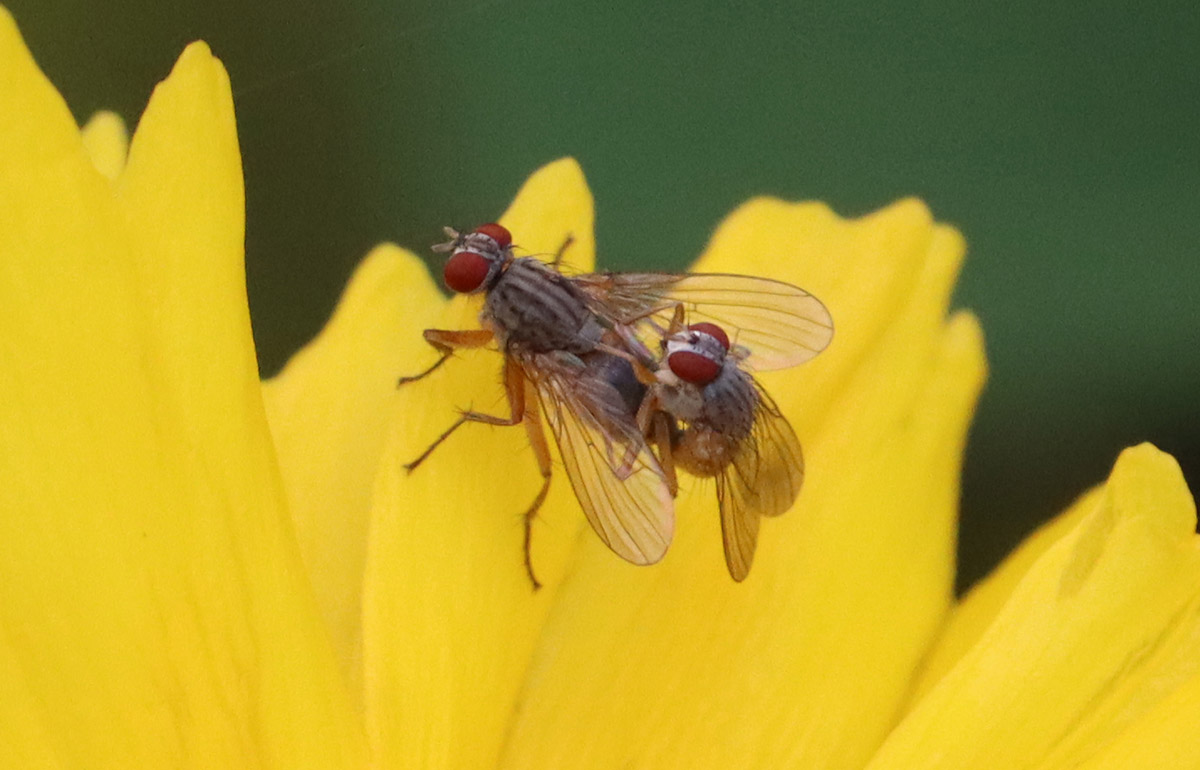 Muscoid flies mate on lanceleaf Coreopsis.