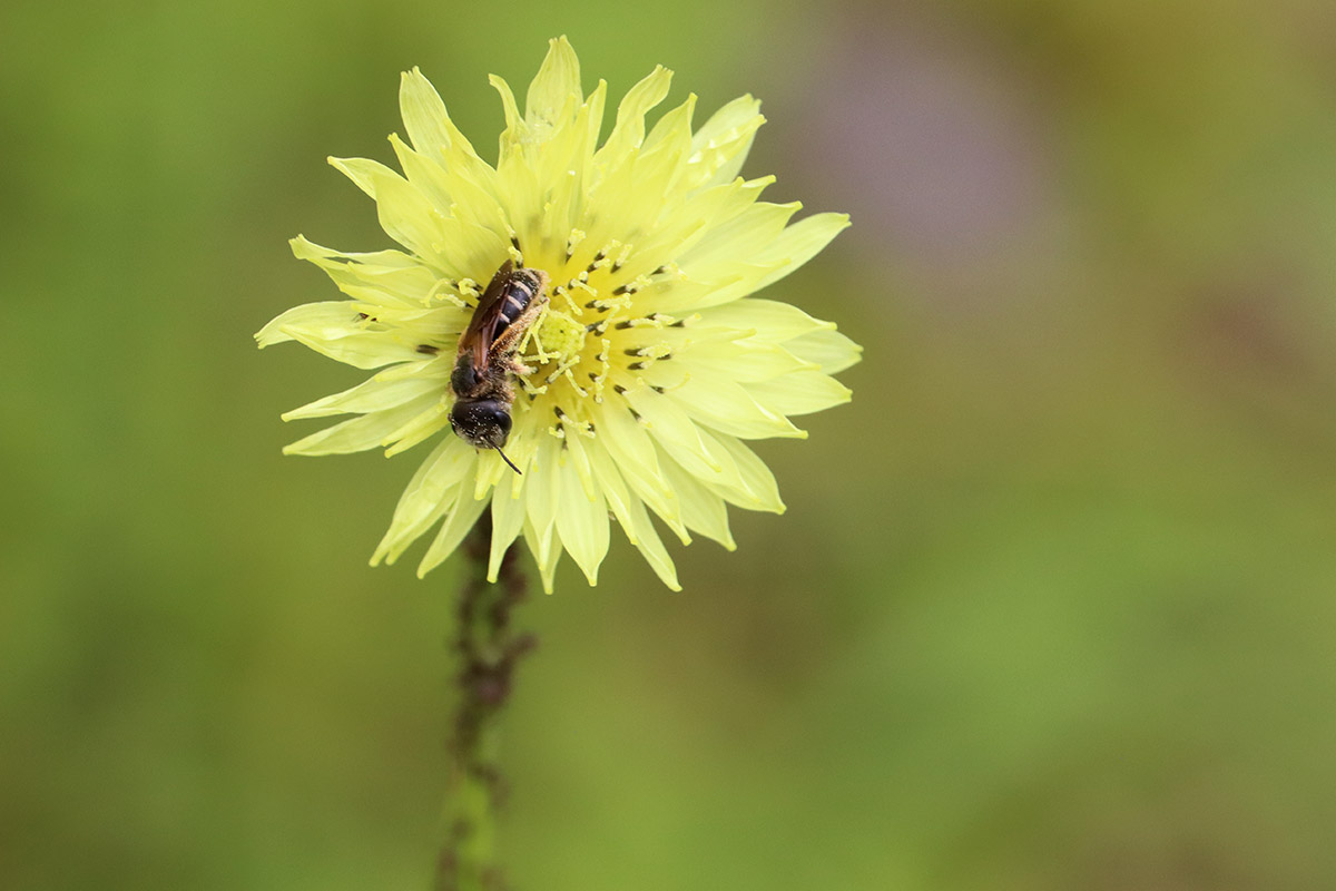 Poey's furrow bee on Carolina desert chicory.
