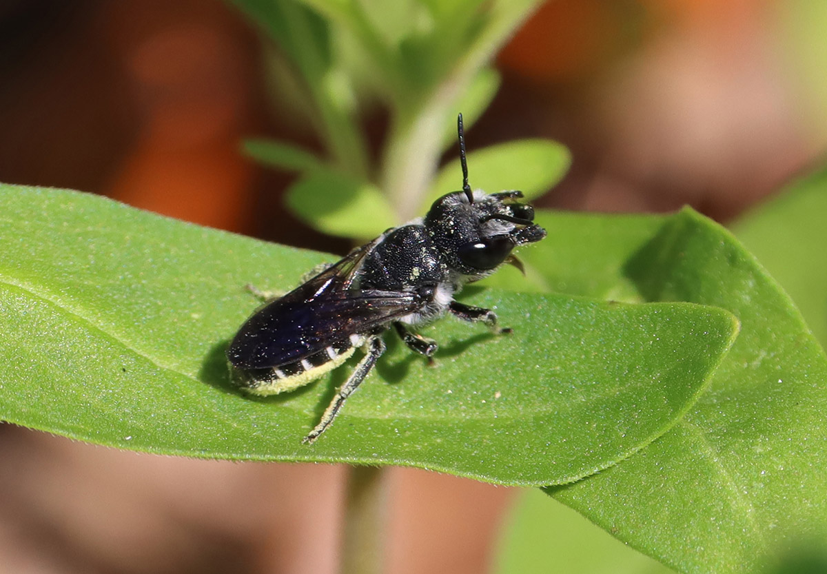 Resin bee, genus Megachile, subgenus Chelostomoides, rests on a leaf.