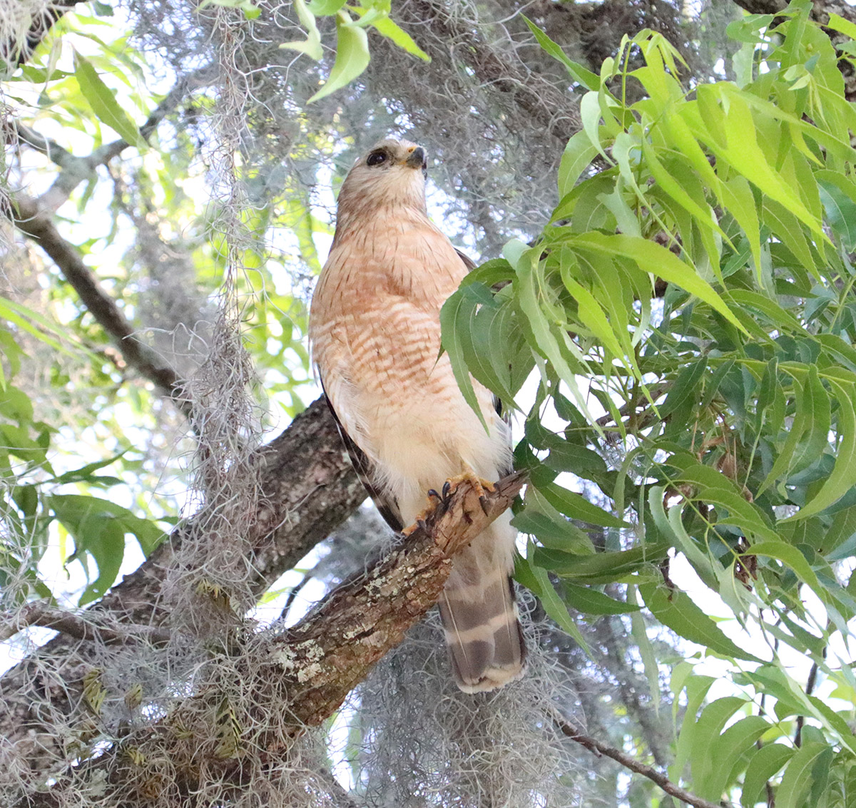 Red-shouldered hawk (Buteo lineatus) in pecan tree.