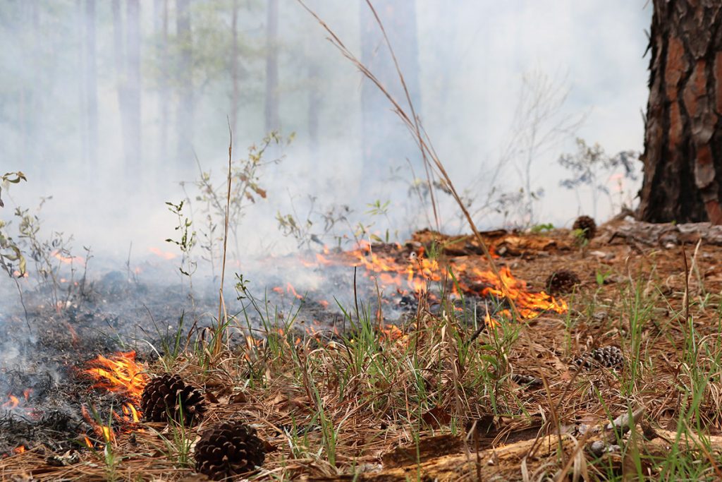 Fire moves in a line down through the grassy understory during a prescribed fire in a longleaf pine forest.